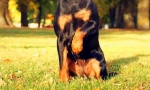 Jagdterère (foto): norny pas za lov